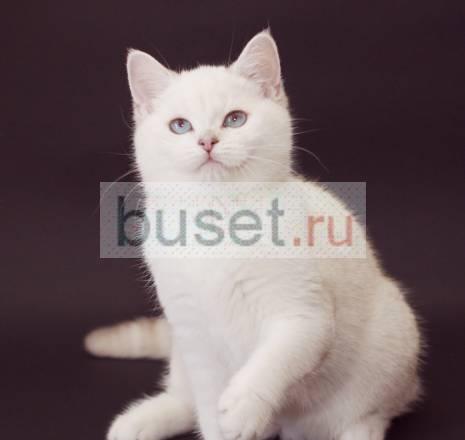 Британские котята эксклюзивных окрасов Санкт-Петербург