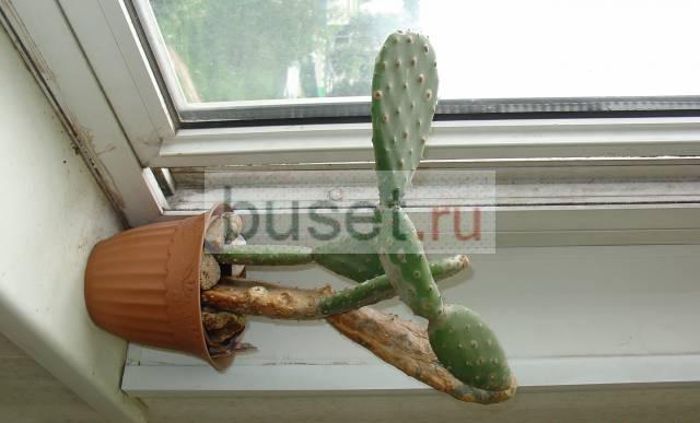Растения для дома и сада Королев