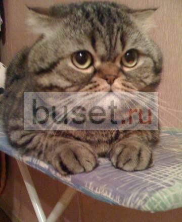 Отдам кота в хорошие руки Москва