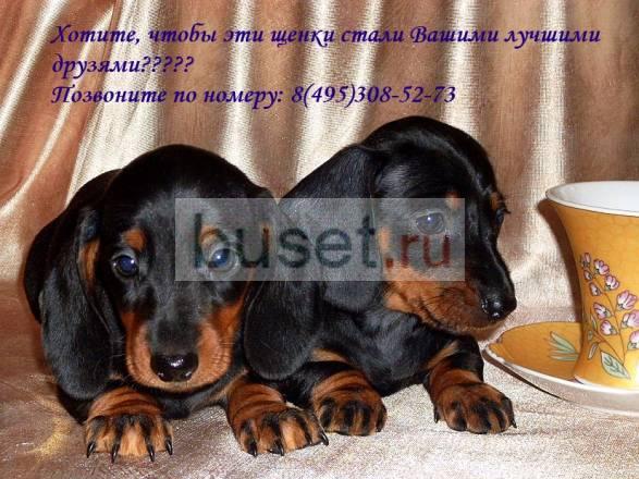 Щенки таксы г/ш стандарт и миниатюра Москва