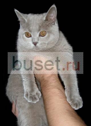 Подрощенная британская кошечка, 5 мес Москва