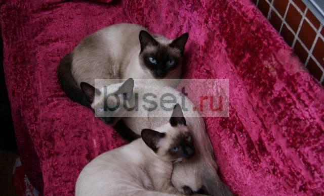 Тайские котята Санкт-Петербург