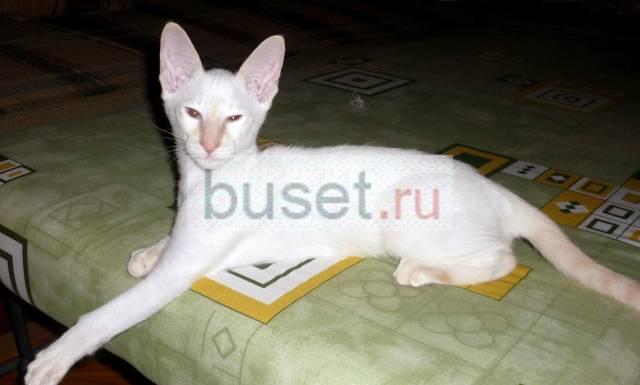 Ориентальный котенок Ростов-на-Дону