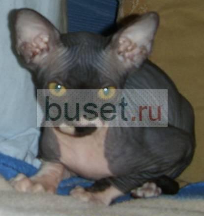 Кошечка  3, 5 мес Москва