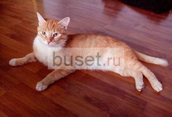 Пропал любимый рыжий кот Москва