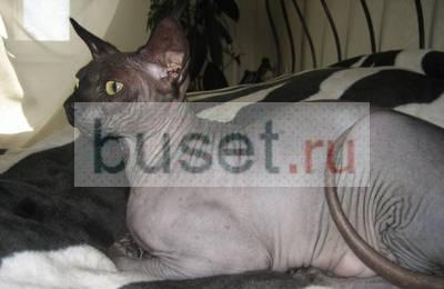 Канадский сфинкс кошка в добрые руки Москва