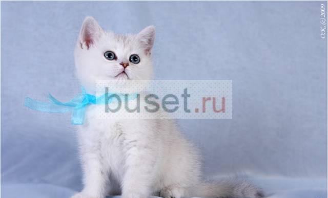 Котята-ангелочки Москва