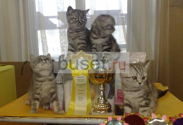 Шотландский котенок-страйт недорого, на условиях Москва