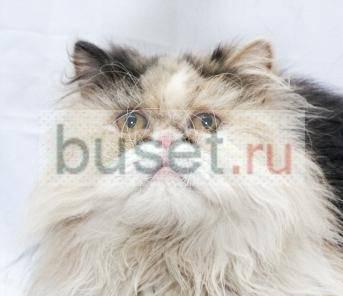 В дар персидская кошка Бусинка Москва