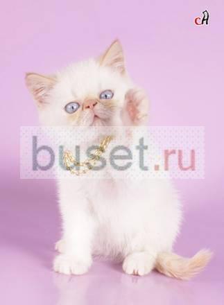 Гималайский   клубный  плюшевый  мальчик 2мес Санкт-Петербург