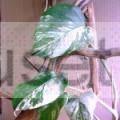 Монстера мраморная (monstera deliciosa variegata) Москва