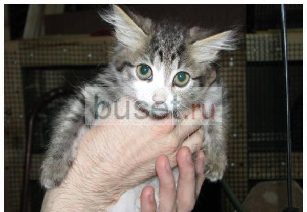 Котята в хорошие руки Москва