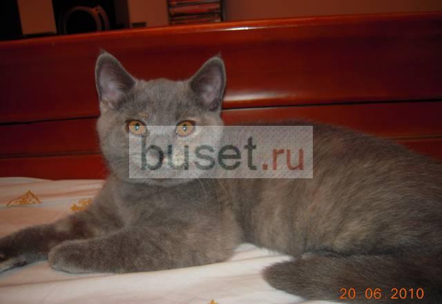 Британский котёнок Санкт-Петербург