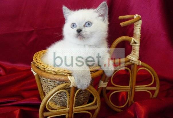 Котик окраса блю-поинт с голубыми глазками Санкт-Петербург