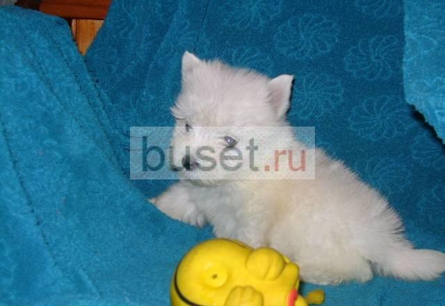 Вест Хайленд Вайт терьеры- недорого девочки Москва