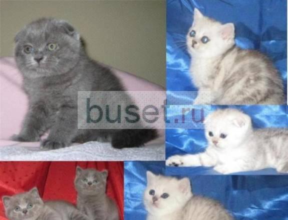 Плюшевые Британские, Шотландские вислоухие  котята Москва
