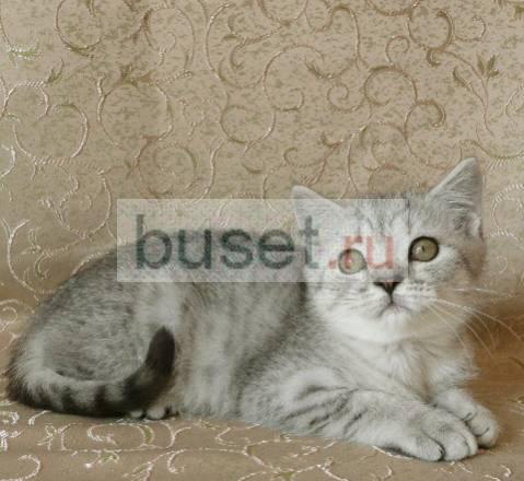 Британский котик Вискасного окраса Санкт-Петербург