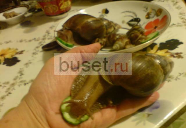 Ахатина фулика африканская Москва