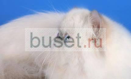 Персидская гималайская кошка отдаю в любящую семью Москва