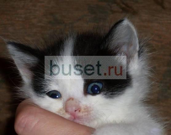 Котенок, девочка, в добрые руки Москва