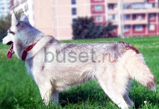 Сибирский хаски ,продам недорого Москва