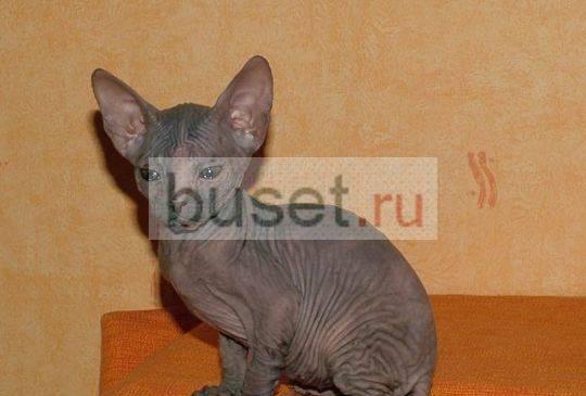 Сфинксы Донские.Элитные котята Санкт-Петербург