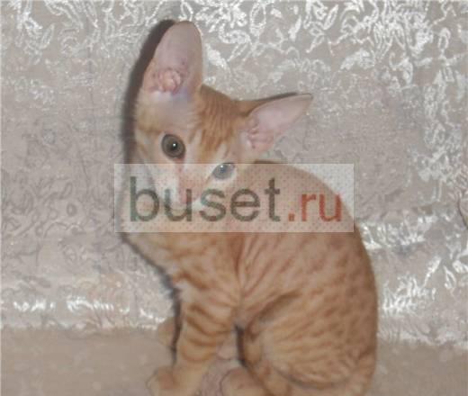 Сфинксы Донские.Элитные котята Санкт-Петербург