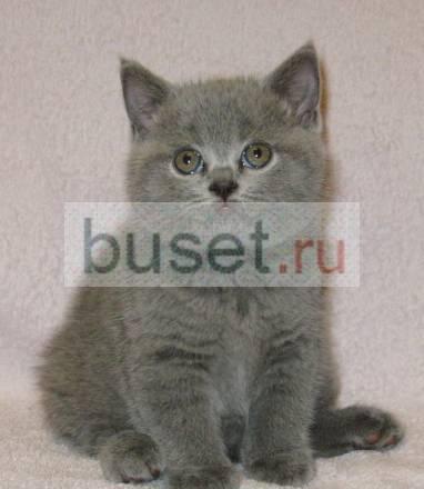 Плюшевый медвежонок-голубой британский котик Москва