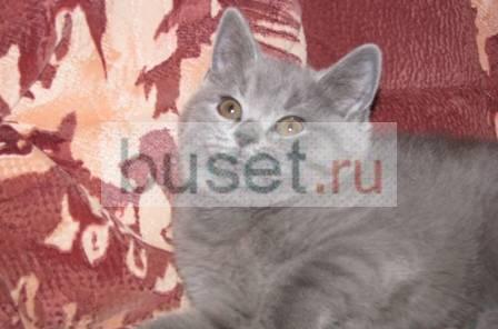 Британский голубой мальчик Москва