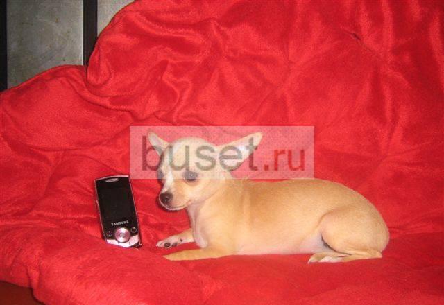 Чихуахуа Санкт-Петербург