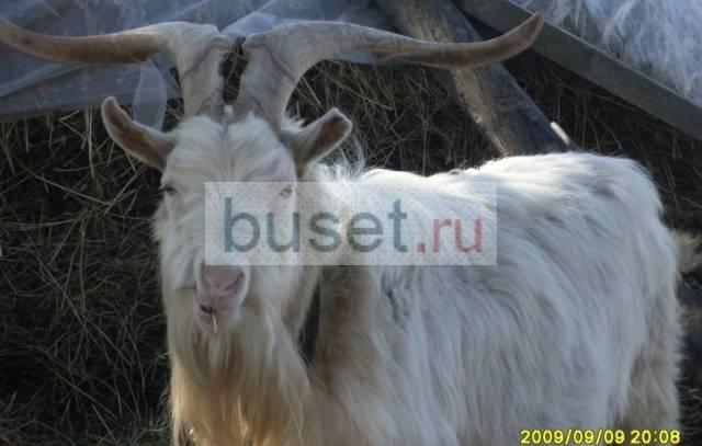 Козел Киреевск