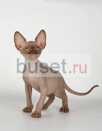 Котик шоколадного окрасане в разведение Москва