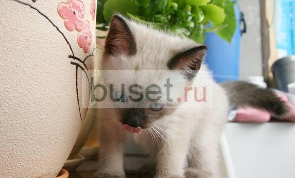 Тайские (сиамские) котята окрас сил-пойнт Москва