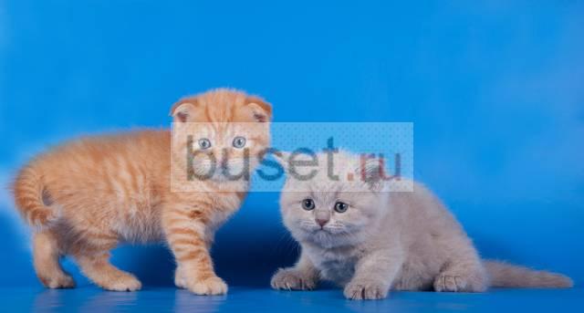 Клубные шотландские котята короткошерстные Москва