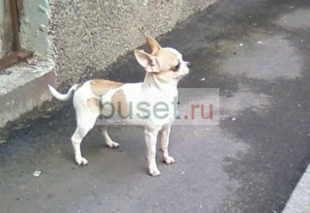 Чихуа хуа  вязка Санкт-Петербург