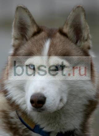 Куплю или приму в дар суку сибирской хаски Москва