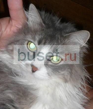 Кот Санкт-Петербург