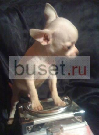Самый маленький чихуахуа Москва