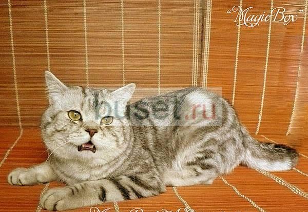 Британский кот приглашает на вязку Санкт-Петербург