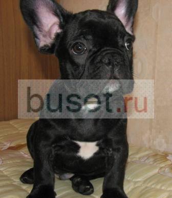 Французский бульдог подрощенный кобель Москва