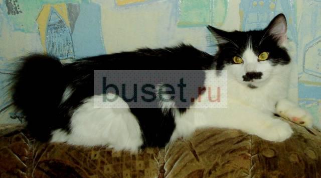 Продается шикарный котенок - кот, Тимучин Москва