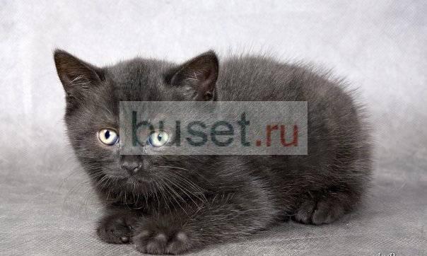 Котенок шотландский (мальчик) Санкт-Петербург