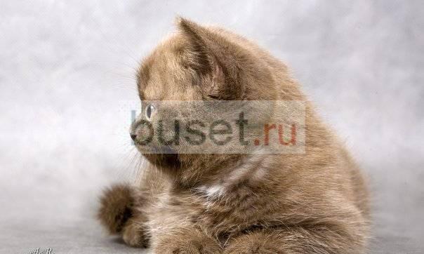 Котенок шотландский (кошечка) Санкт-Петербург