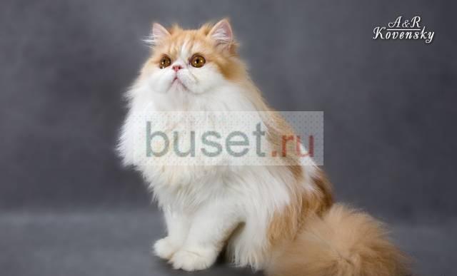 Кот персидский Санкт-Петербург