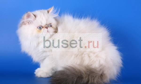 Кошка персидская Санкт-Петербург
