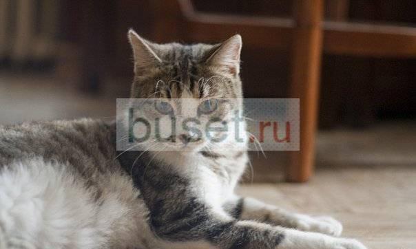 Кот Борис Санкт-Петербург