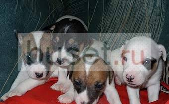 Щенки джек-рассел терьера(парсон)из питомника Москва