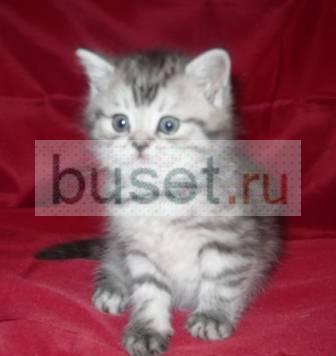 Котята вискас с зелёными глазками Москва