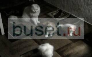 Котята Персидские Воронеж