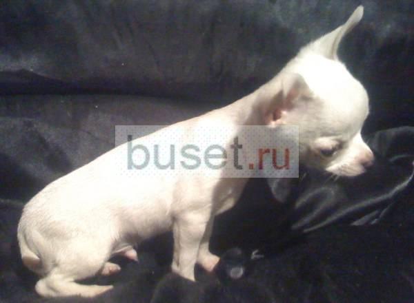 Щенок чихуахуа, супер-мини продам Москва
